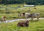 Mimoriadne núdzové opatrenia v súvislosti s výskytom slintačky a krívačky (SLAK) na Slovensku