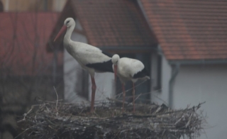 hniezdenie 3