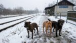 Horor na stanici: Tri psy dohrýzli dôchodcu, svedkyňa všetko natočila