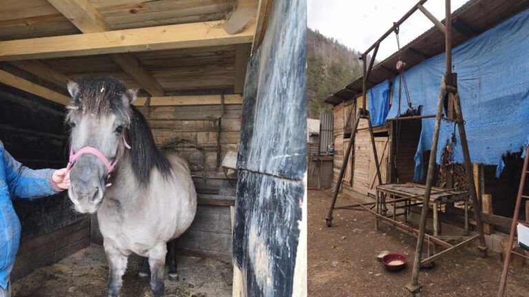 Záchranná akcia v Rudňanoch: Inšpektori zaistili štyri nelegálne dovezené poníky