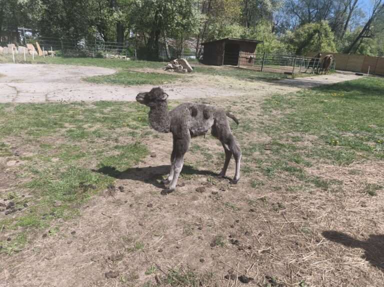 Mláďa ťavy vo vonkajšom výbehu ZOO Spišská Nová Ves