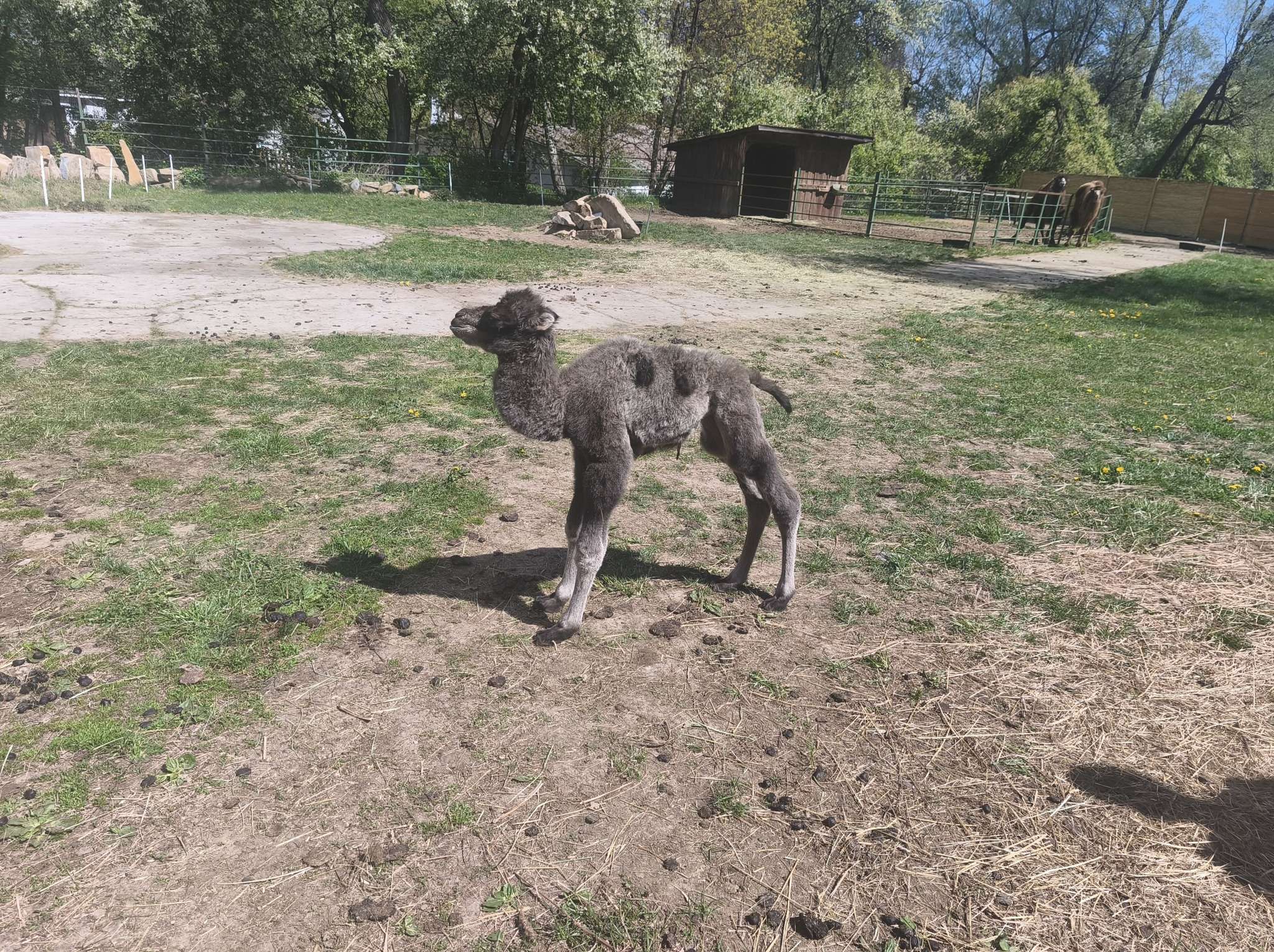 Mláďa ťavy vo vonkajšom výbehu ZOO Spišská Nová Ves